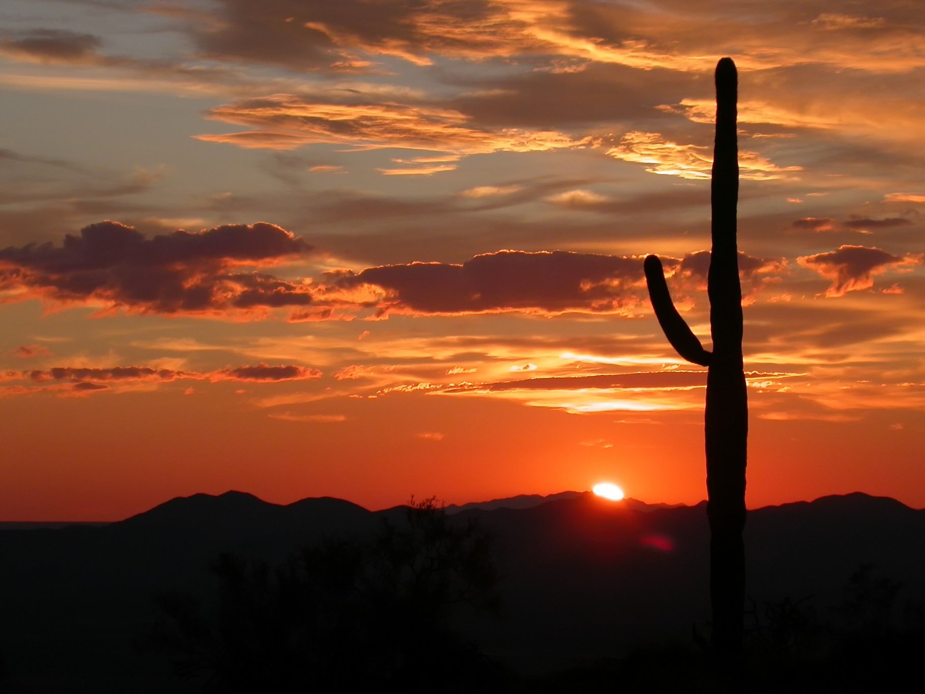 Cactus in Arizona